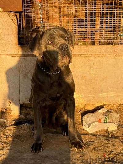 Cane corso