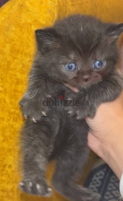 Kitten Scottish For Sale