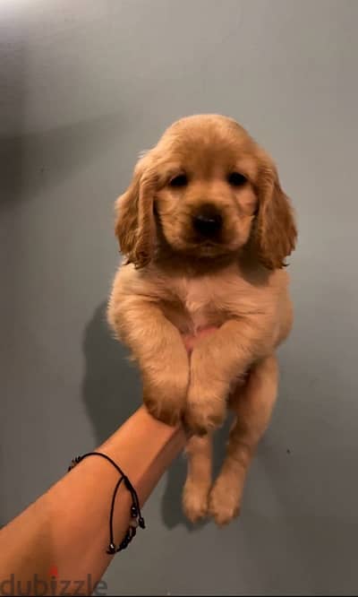 cocker spaniel puppies اجمل جراوي كوكر