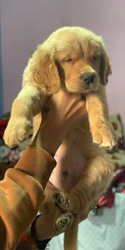 Golden retriever puppies 50 days