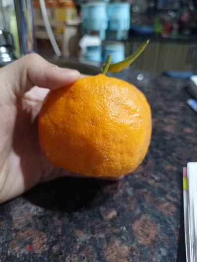 mandarine