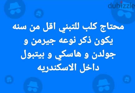 محتاج كلب للتبني اقل من سنه يكون ذكر داخل الاسكندريه او البحيره