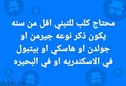 محتاج كلب للتبني اقل من سنه يكون ذكر في الاسكندريه او في البحيره