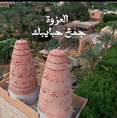 واحة علي طريق مصر اسكندريه الصحراوي