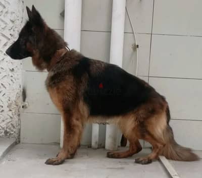 نتايه german sheperd