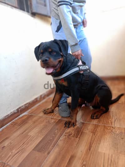 young male rottweiler for sale