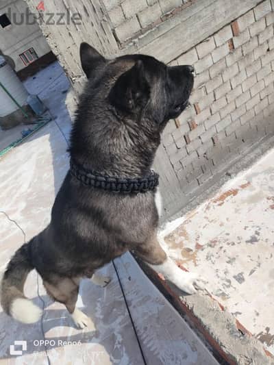 American Akita