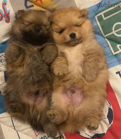 pomeranian puppies males