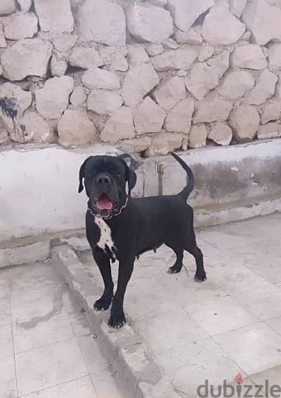 Female Cane Corso for sale