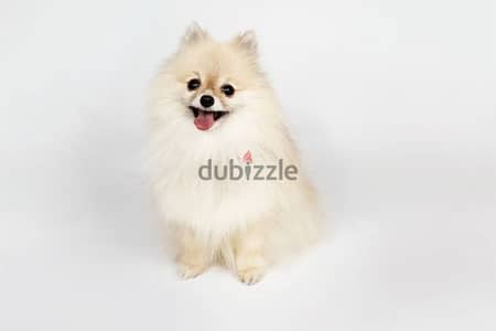 mini pomeranian dog