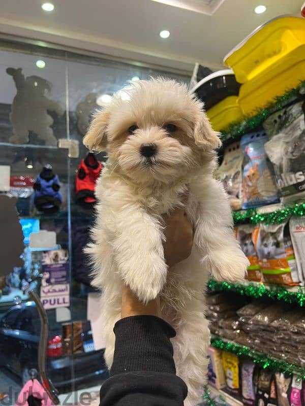 Havanese puppies 55 days(هافنيز بابي 55 يوم ) 0