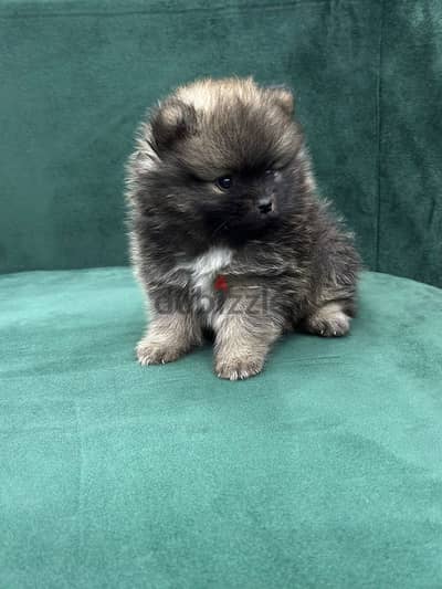 Pomernian puppy