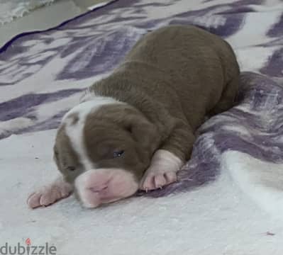 Red nose blue eyes puppy