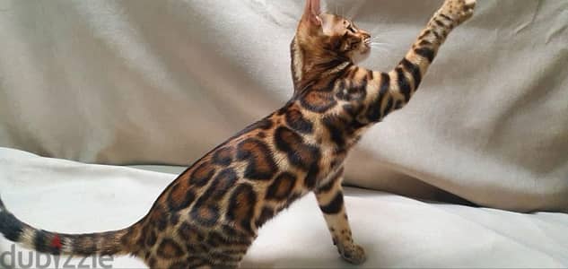 Bengal kitten 50 days