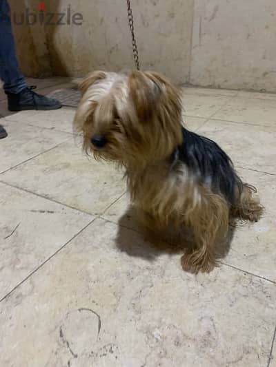 ذكر يورك شاير للبيع /Male Yorkshire terrier for sale