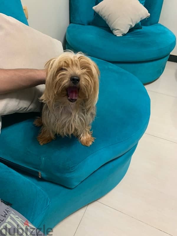 ذكر يورك شاير للبيع /Male Yorkshire terrier for sale 1