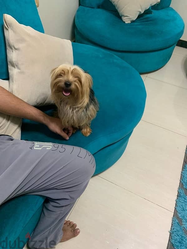 ذكر يورك شاير للبيع /Male Yorkshire terrier for sale 2