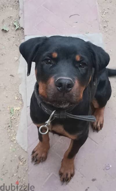 Rottweilers for sale