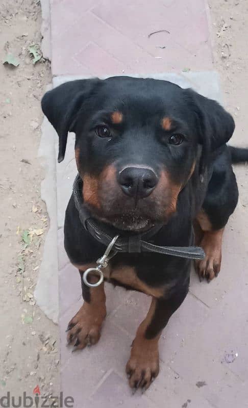 Female Rottweiler for sale 1