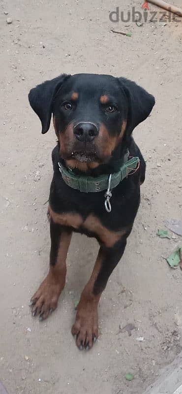 Female Rottweiler for sale 2