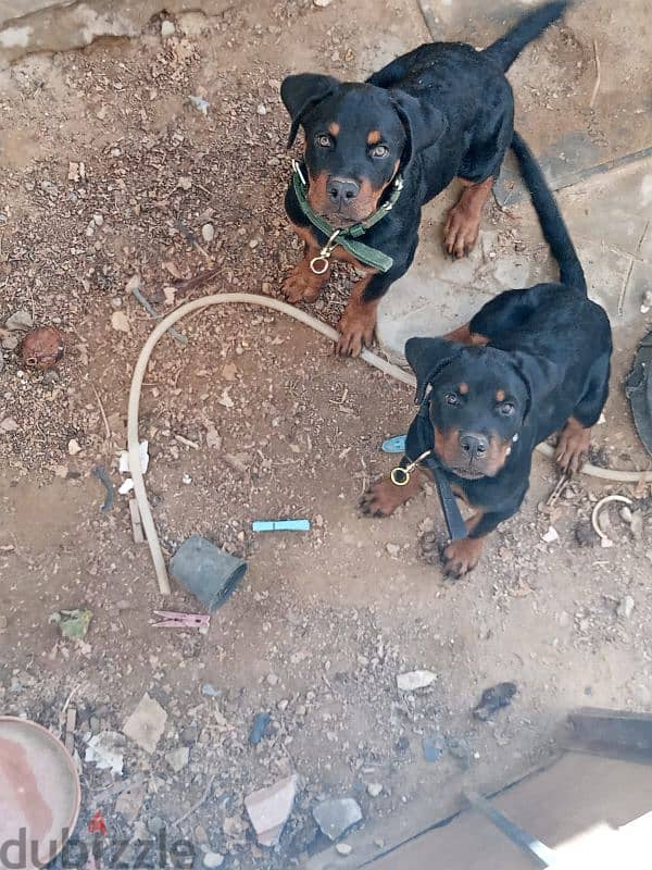 Female Rottweiler for sale 3