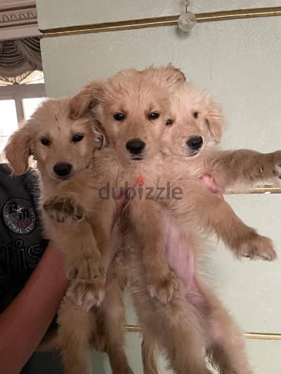 3 Golden female