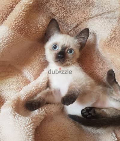 سيامي قطط سيامى كيتن siamese kittens