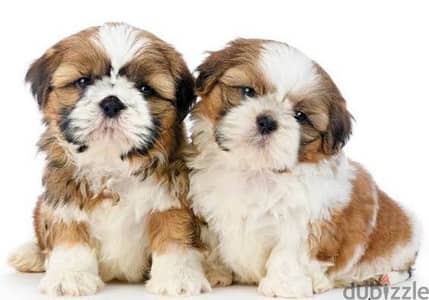 Shihtzu