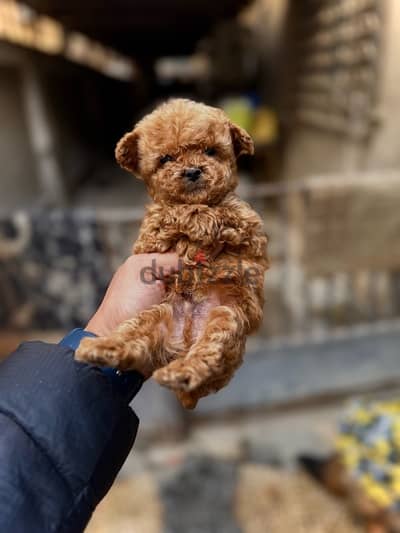 imported korean teacup poodle