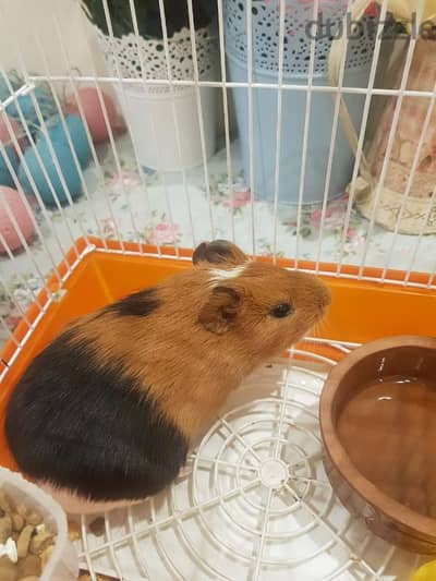 guinea pig