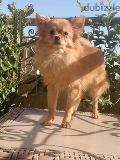 Chihuahua male 6  months شيواو ولد