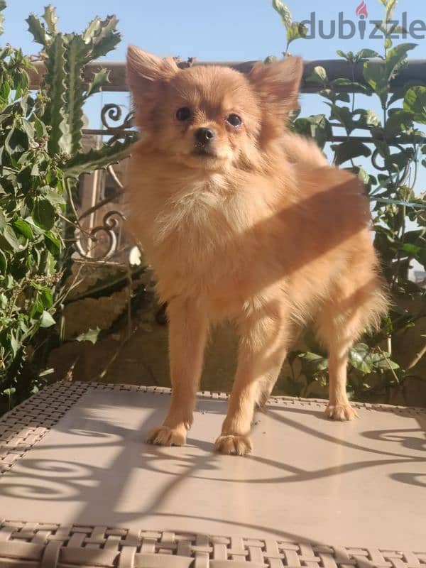 Chihuahua male 6  months شيواو ولد 0