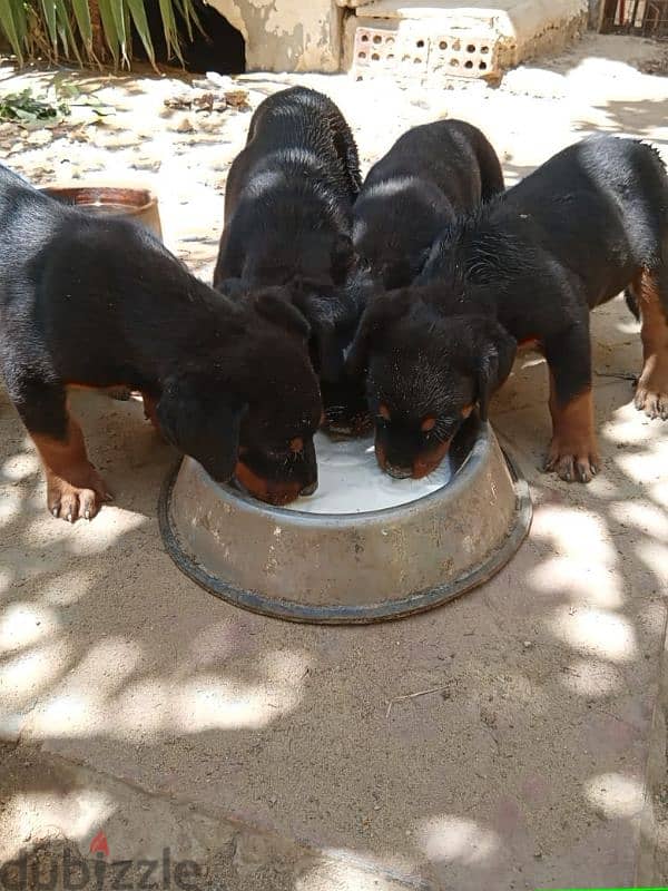 Female Rottweiler for sale 0