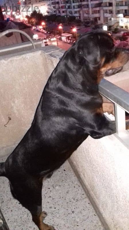 Female Rottweiler for sale 4