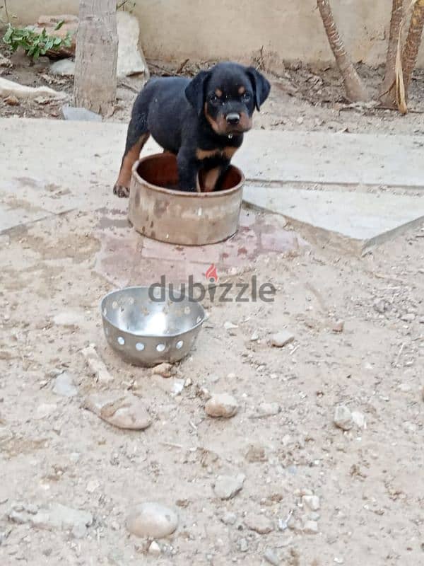 Female Rottweiler for sale 5