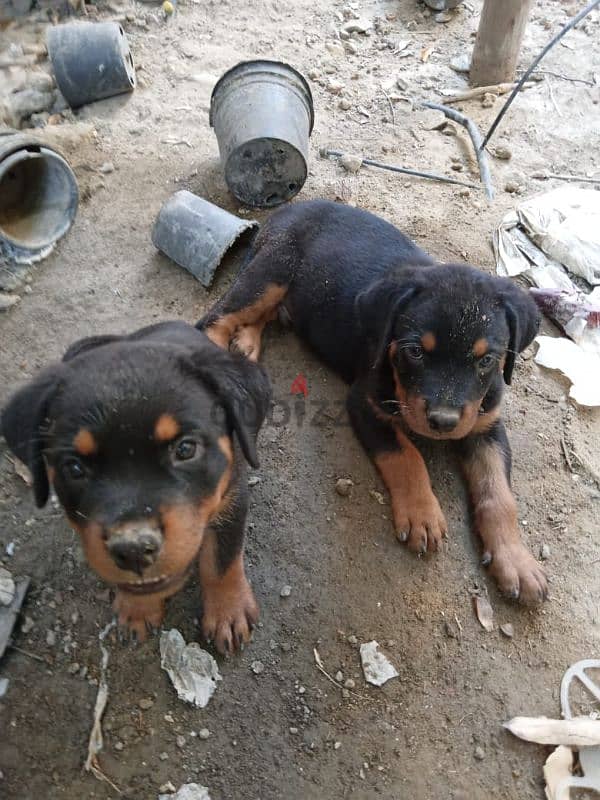 Female Rottweiler for sale 6