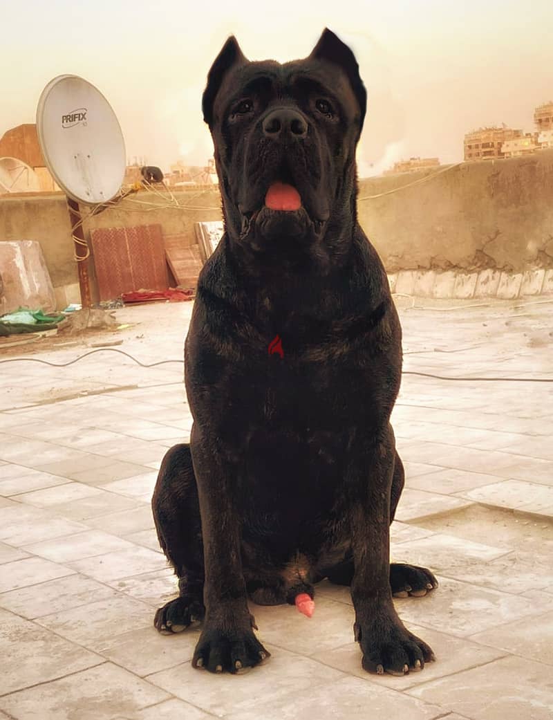 كلب كين كوروسو دكر cane corso 4