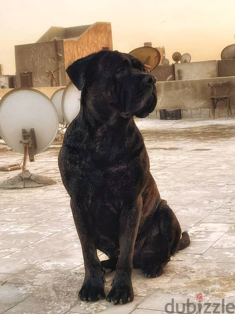 كلب كين كوروسو دكر cane corso 5