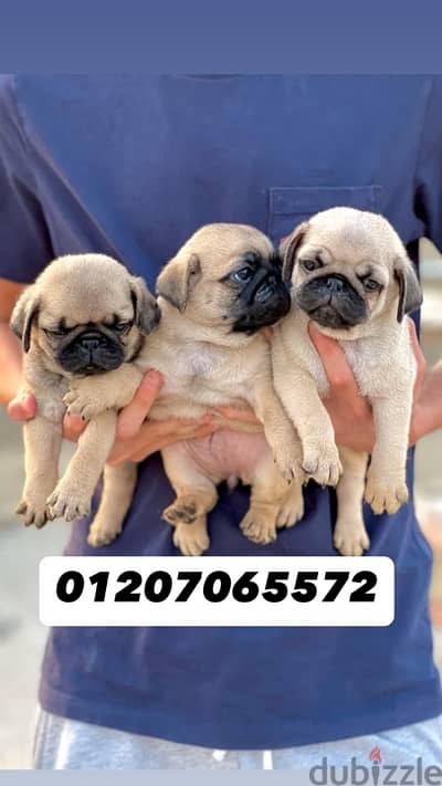 pug puppies بج