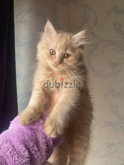 Long Hair Pure Shiraz kitten