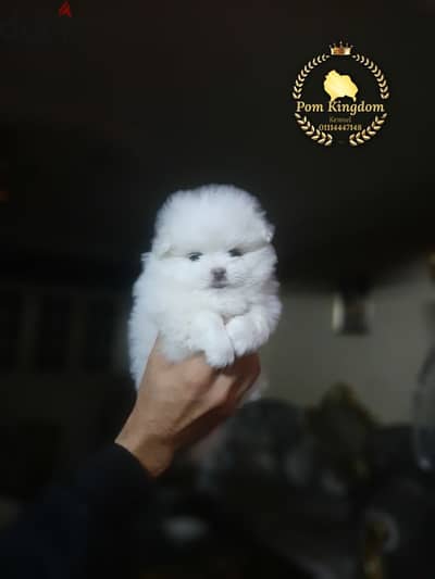 pomeranian teacup  - بومرينيان