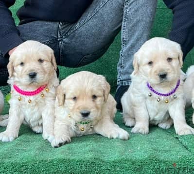 golden retriever puppies