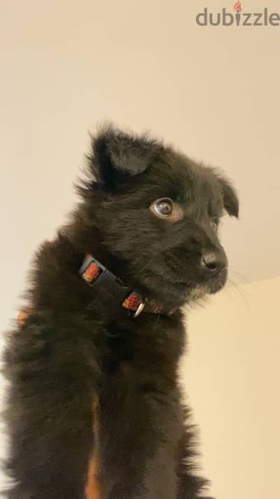 royal black / german shepherd