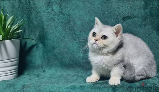 British Shorthair Silver Shaded