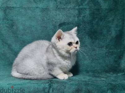 British Shorthair Silver Shaded