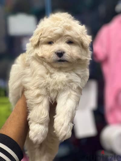 havanese