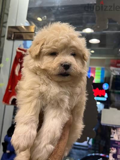 havanese puppy 45 days. (هافنيز بابي 45 يوم)