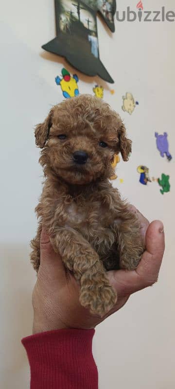 Toy poodle puppies top quailty