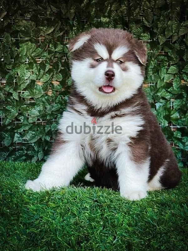 اجمل جراوى هاسكى والسكا جاهزه تروح بيتها الجديد husky 2