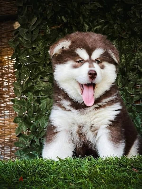 اجمل جراوى هاسكى والسكا جاهزه تروح بيتها الجديد husky 3